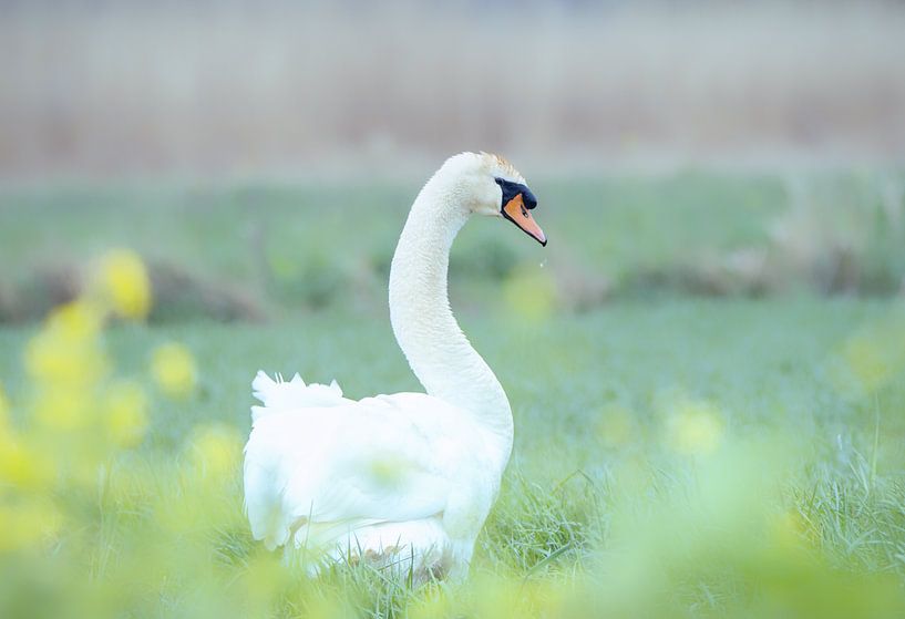 swan with spring bloom by natascha verbij