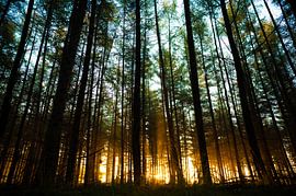Morning light in the forest by Jurgen van Hest