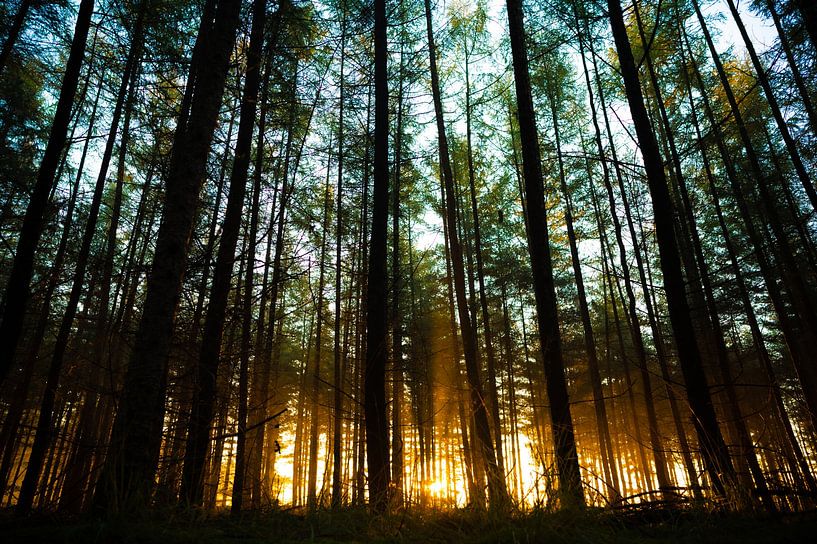 Morning light in the forest by Jurgen van Hest