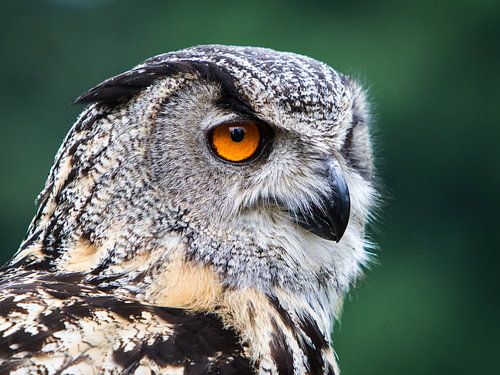 Serious owl