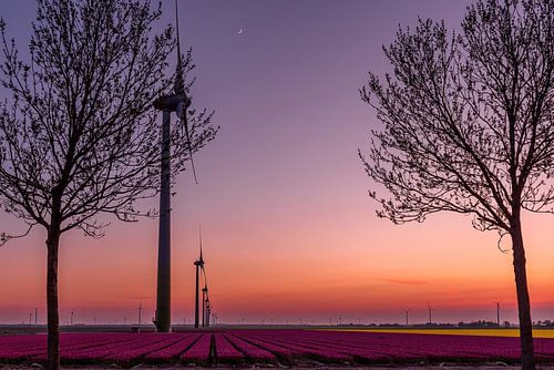 Wind mills in the sun
