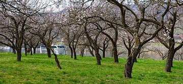 Obstgarten an der Donau