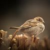 Sperling auf einer Hecke von Patrick Schwarzbach