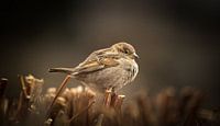 Sparrow on a hedge