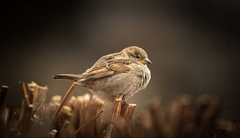 Sperling auf einer Hecke