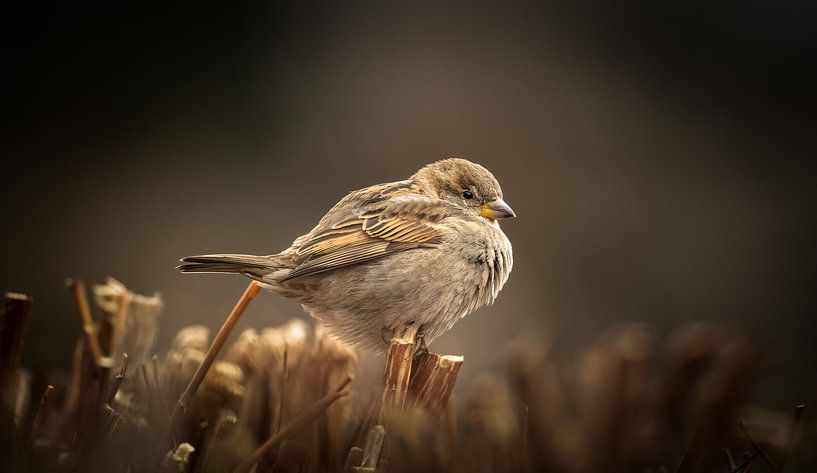 Sparrow on a hedge by Patrick Schwarzbach