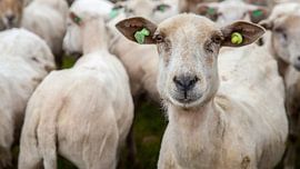 Schaap by Christian Traets