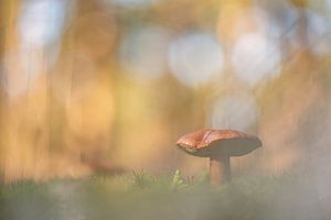 Pilz in verträumter Landschaft