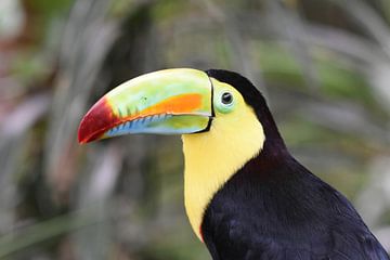 Oiseaux du Costa Rica : Toucan à bec jaune (Toucan à poitrine soufrée) sur Rini Kools