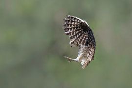 Burrowing owl in flight by Larissa Rand