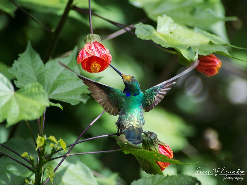 Collibri by Kevin Van Haesendonck