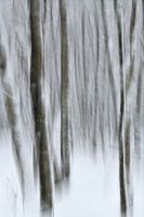 Impressie in een winters bos