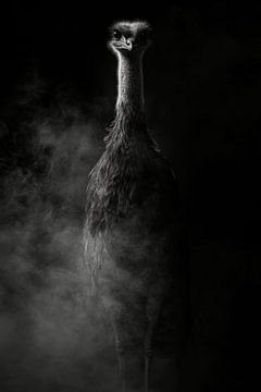 Struisvogel van Poster Art Shop