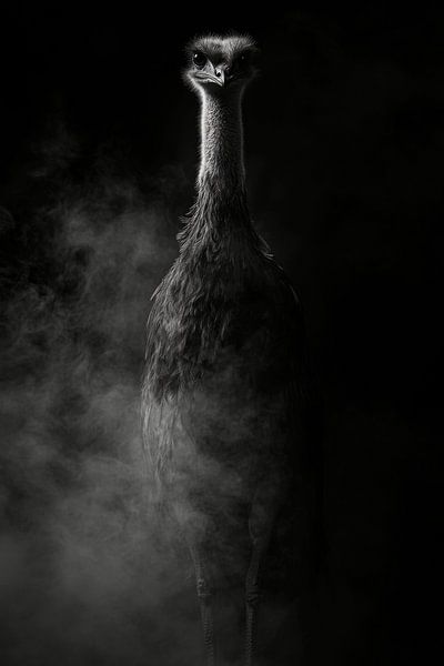 Ostrich by Poster Art Shop