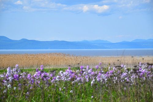 De rivier de Saint-Laurent in de zomer