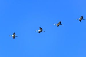 Kranichvögel oder Kraniche, die im Herbst durch die Luft fliegen