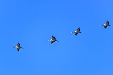 Kraanvogels vliegend in de lucht tijdens de herfstmigratie van Sjoerd van der Wal