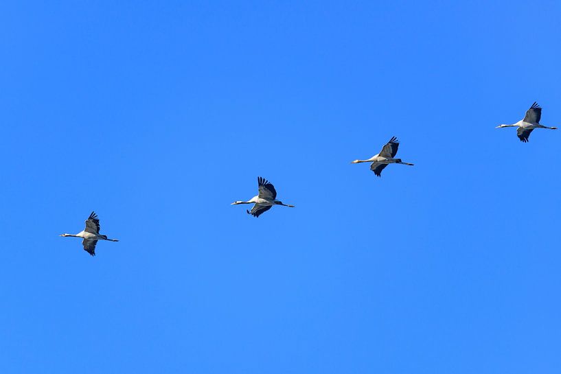 Kraanvogels vliegend in de lucht tijdens de herfstmigratie van Sjoerd van der Wal Fotografie