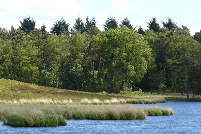 Natuur Hatertse vennen by Rutger Bilk