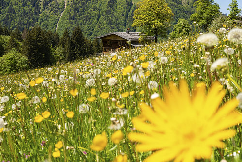 La beauté discrète de l'Allgäu sur Walter G. Allgöwer