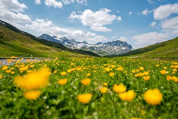 herrlicher blumiger Blick in den Lechtaler Alpen bei Zürs auf dem Weg zur Stuttgarter Hütte