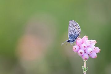 Heather blue on the moor by Kaat Nobelen