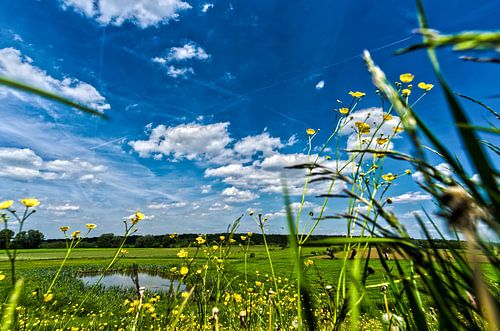 Betuwe, printemps, Pays-Bas