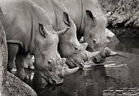 Three male rhinos drink water