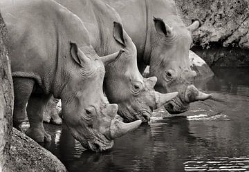 Three male rhinos drink water