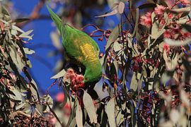 scaly-breasted lorikeet looking for forage queensland australia