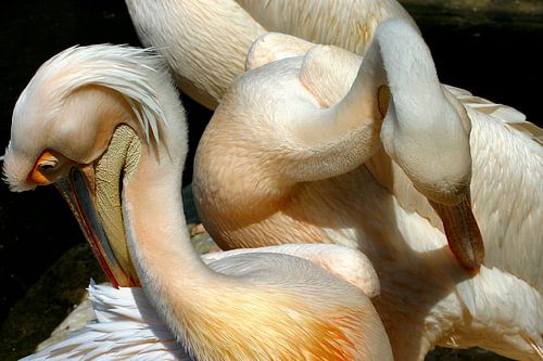 Pelican