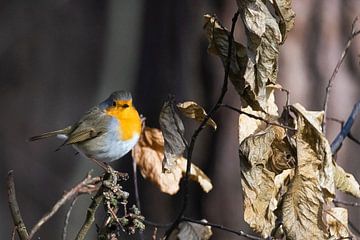 Robins by Esther Bax