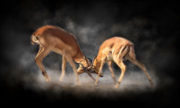Kämpfende Impala-Böcke von Chris Stenger