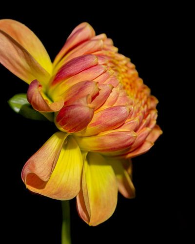 Dahlia pinnata (orange)