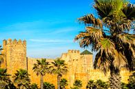 Stadtmauer mit Palmen in Rabat Marokko von Dieter Walther Miniaturansicht