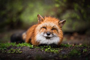 Renard roux dans la nature sur Thymen van Schaik