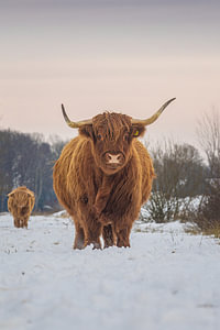 Schottisches Hochlandrind im Schnee auf dem Scharreveld in Drenthe