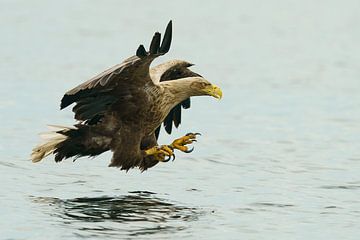 aigle à queue blanche sur Ton Valk