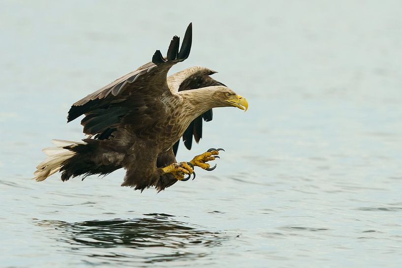 white-tailed eagle by Ton Valk