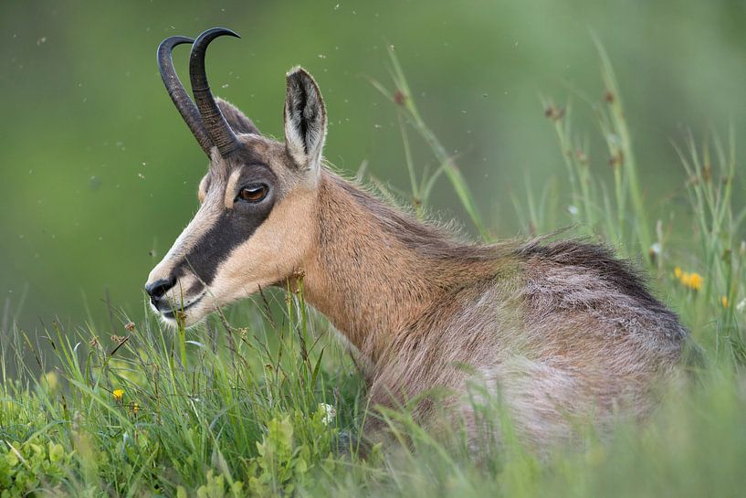 Gaemse ( Rupicapra rupicapra ) liegt, ruht im Gras einer Bergwiese, frisst Gras, käut wieder van wunderbare Erde