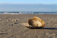 Texelse schelp
