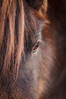 Pony
