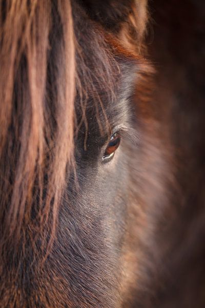 Pony par Mariette Kapitein