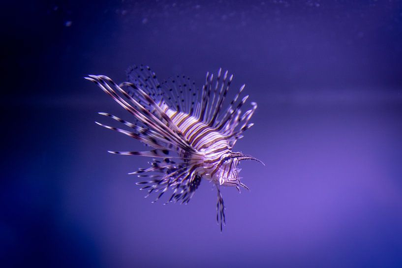 Under the Sea by Hello Pompoyo