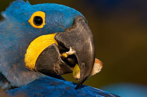 Close-up of a Hyacinth Macaw