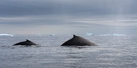 A pair of humpback whales in the Antarctic ocean