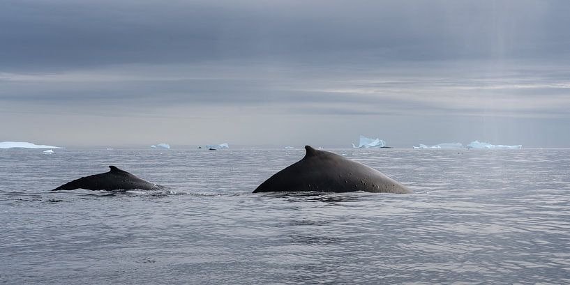 A pair of humpback whales in the Antarctic ocean by Anges van der Logt
