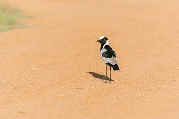 Zwart wit vogel | Reisfotografie | Zuid-Afrika van Sanne Dost