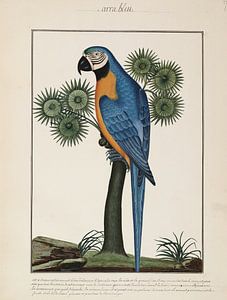 Blauer Papagei, Ogier de Gombaud von Teylers Museum