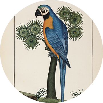 Blauwe papegaai, Ogier de Gombaud van Teylers Museum